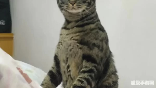 洛克王国斑斑猫